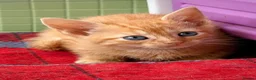 Mixed Breed cats for sale: Rare female ginger, & calico kittens - Advert 4