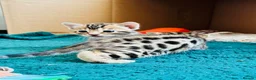 Bengal cats for sale: Amazing Bengal Kittens for sale  - Advert 28