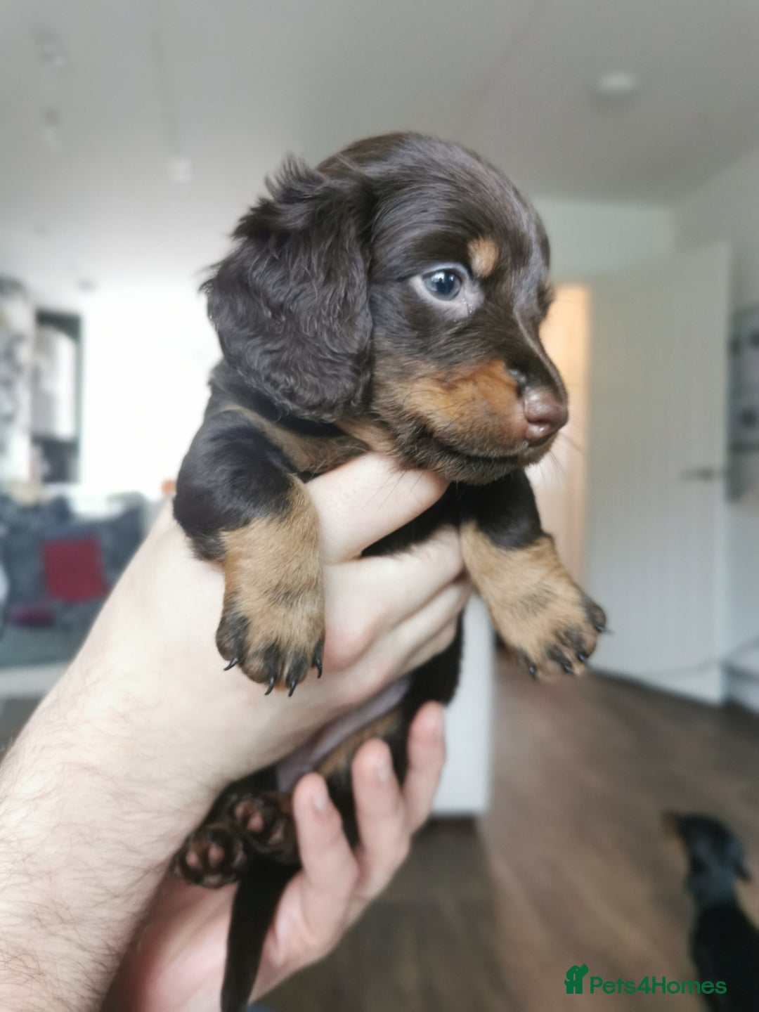 Miniature Dachshund dogs for sale: 5 beautiful miniature dachshund pups for sale - Advert 15