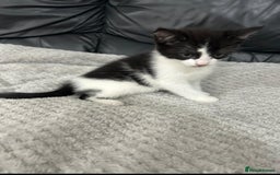 Mixed Breed cats for sale: Adorable Non-Pedigree Kittens – Litter Trained  - Image 4