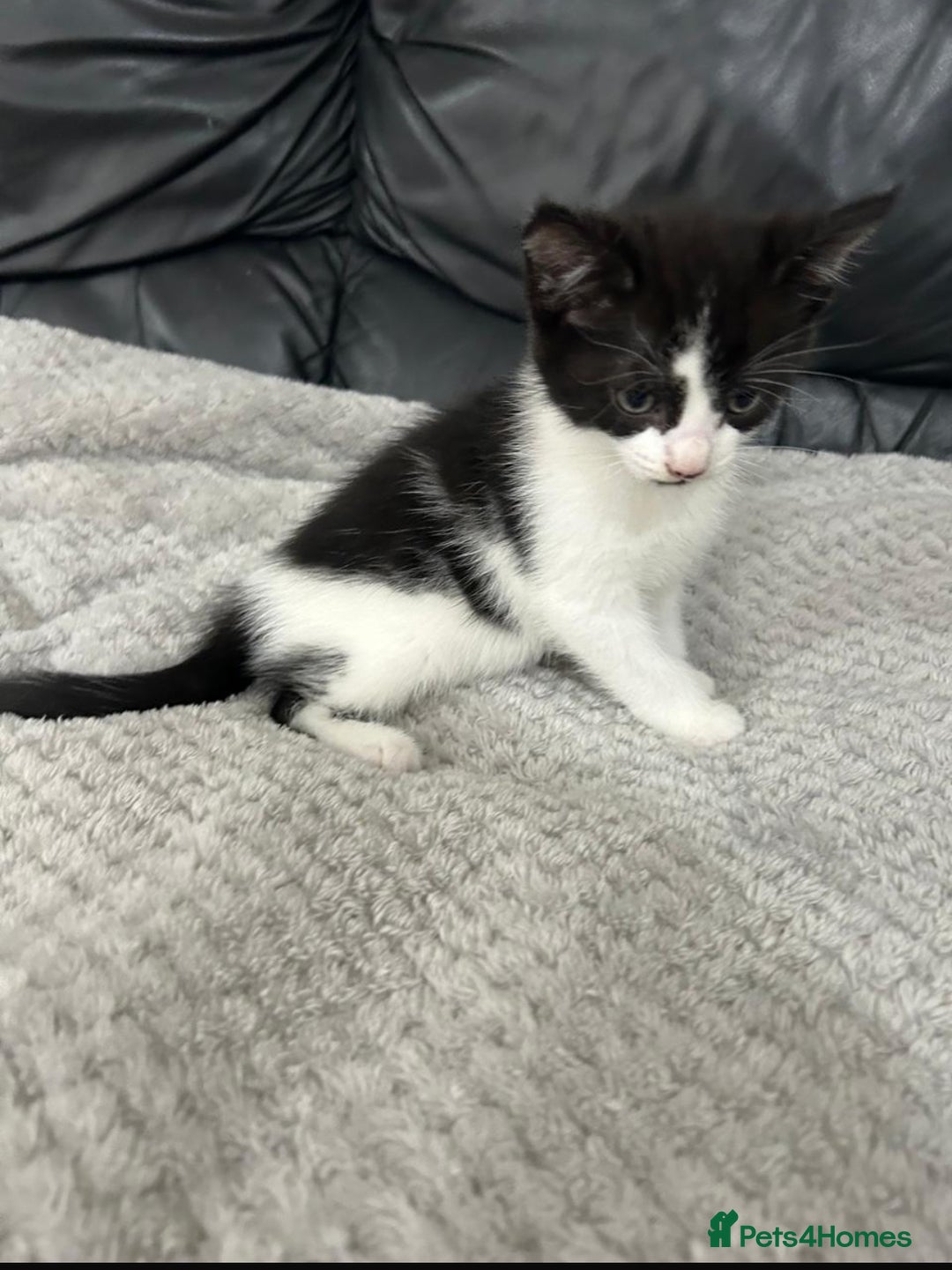 Mixed Breed cats for sale: Adorable Non-Pedigree Kittens – Litter Trained  - Image 4