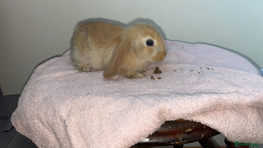 Mini Lop rabbits for sale: Mixed litter of mini lop babies for sale  - Image 4