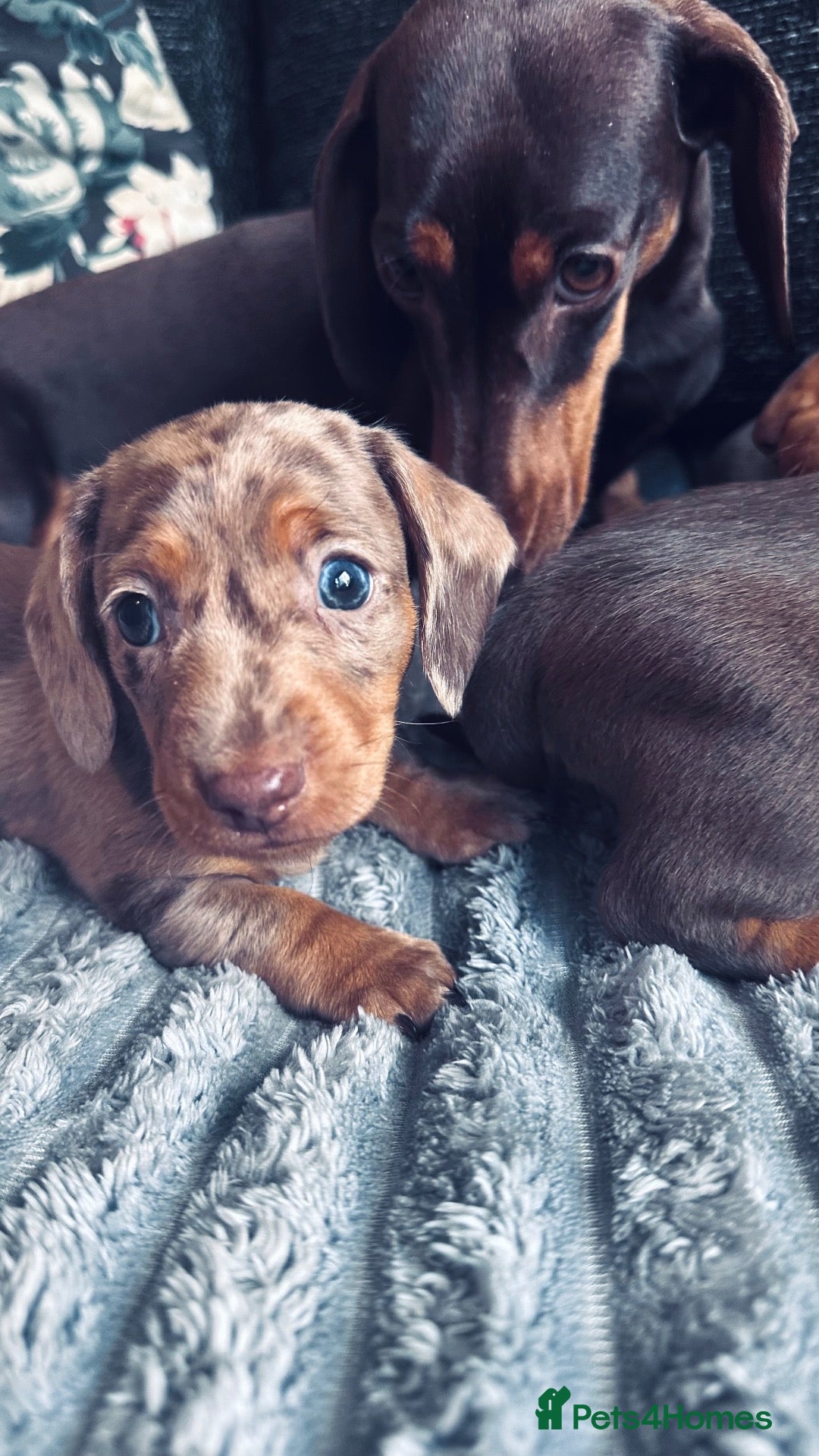 Miniature Dachshund dogs for sale: Kc registered Pra clear miniature - Advert 4