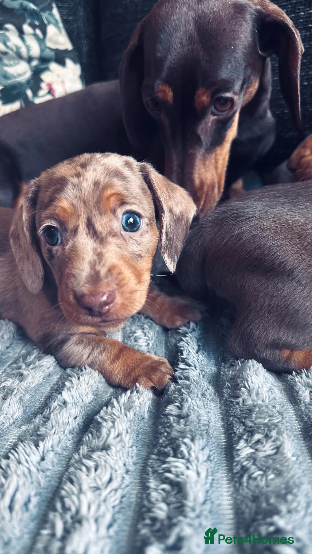 Miniature Dachshund dogs for sale: Kc registered Pra clear miniature - Advert 1