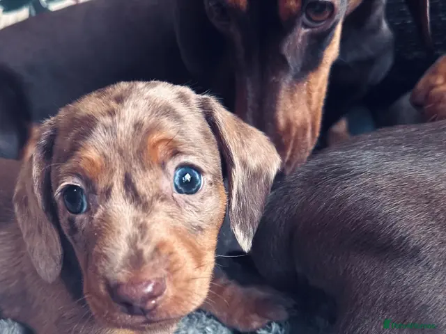 Miniature Dachshund dogs for sale: Kc registered Pra clear miniature - Advert 16