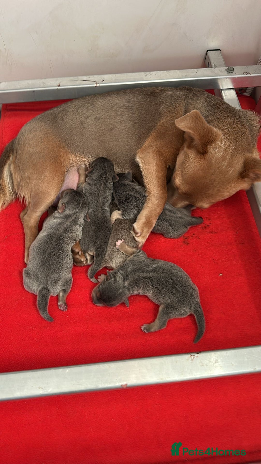 Jack Russell dogs for sale: Jack Russell puppies miniature - Advert 2