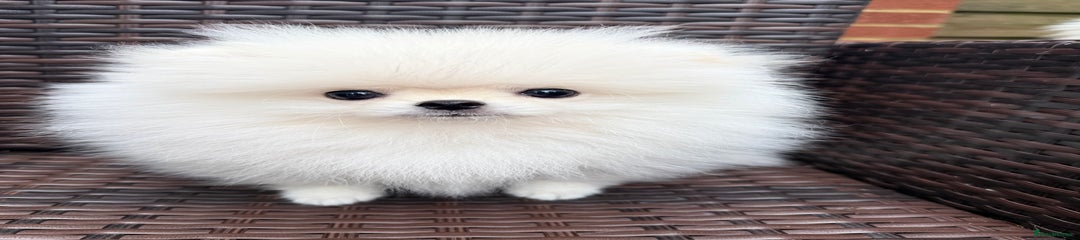 Pomeranian Puppy 2