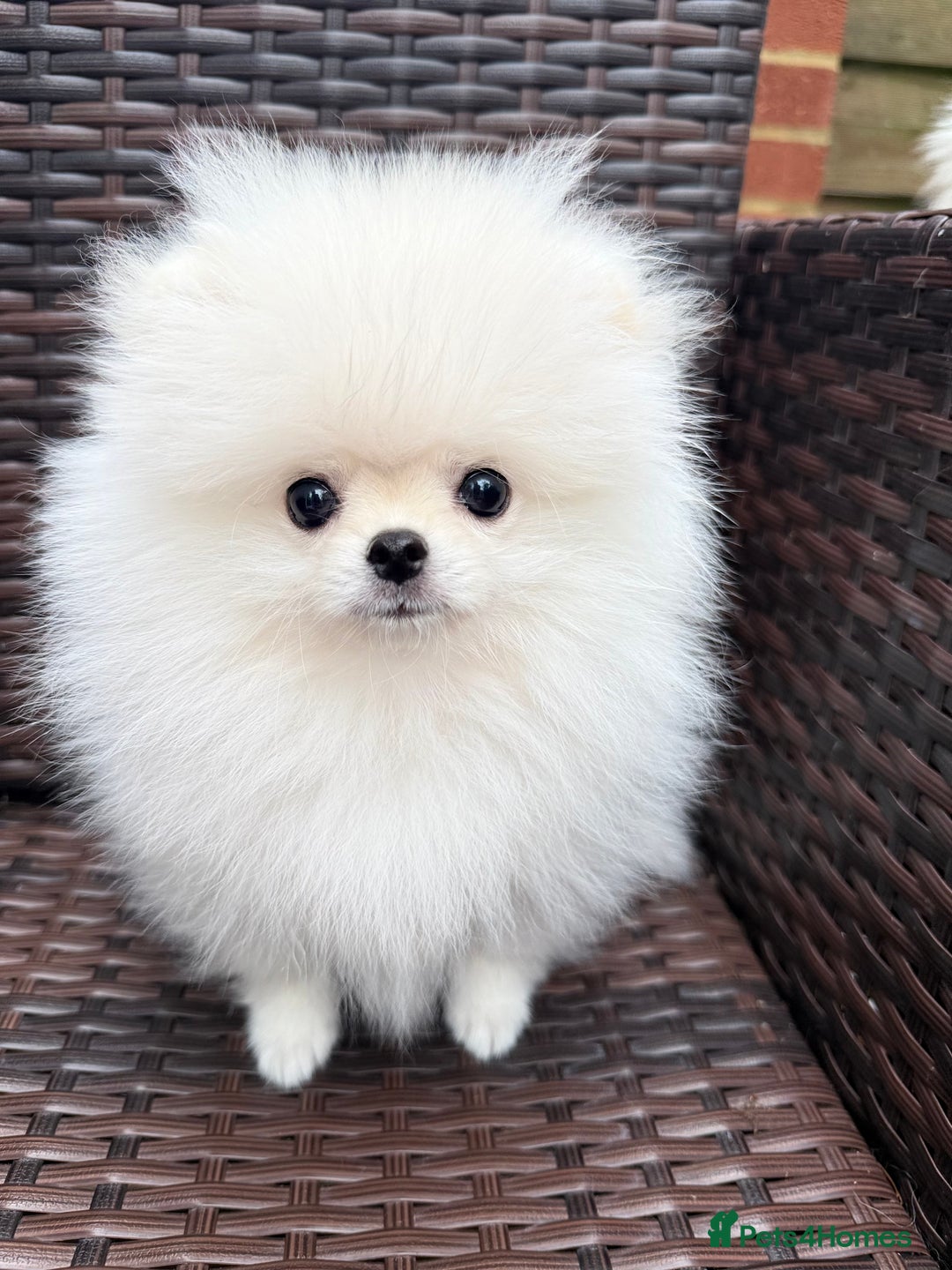 Pomeranian dogs for sale: Russian-Korean puppies looking for home💕 - Image 7