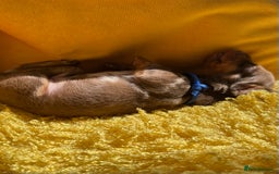 Miniature Dachshund dogs for sale: Miniature Dachshund stunning puppies  - Image 32