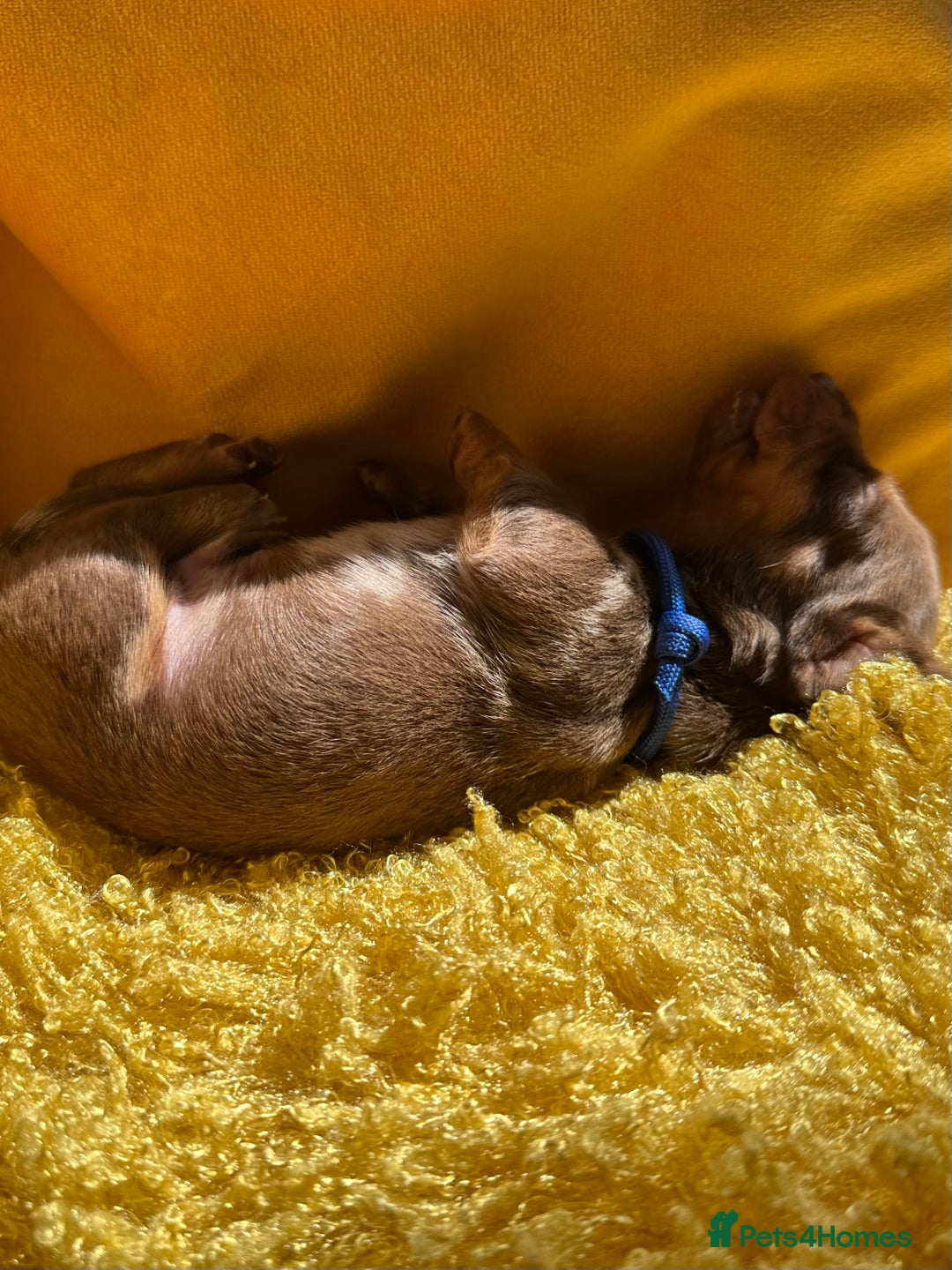 Miniature Dachshund dogs for sale: Miniature Dachshund stunning puppies  - Image 32