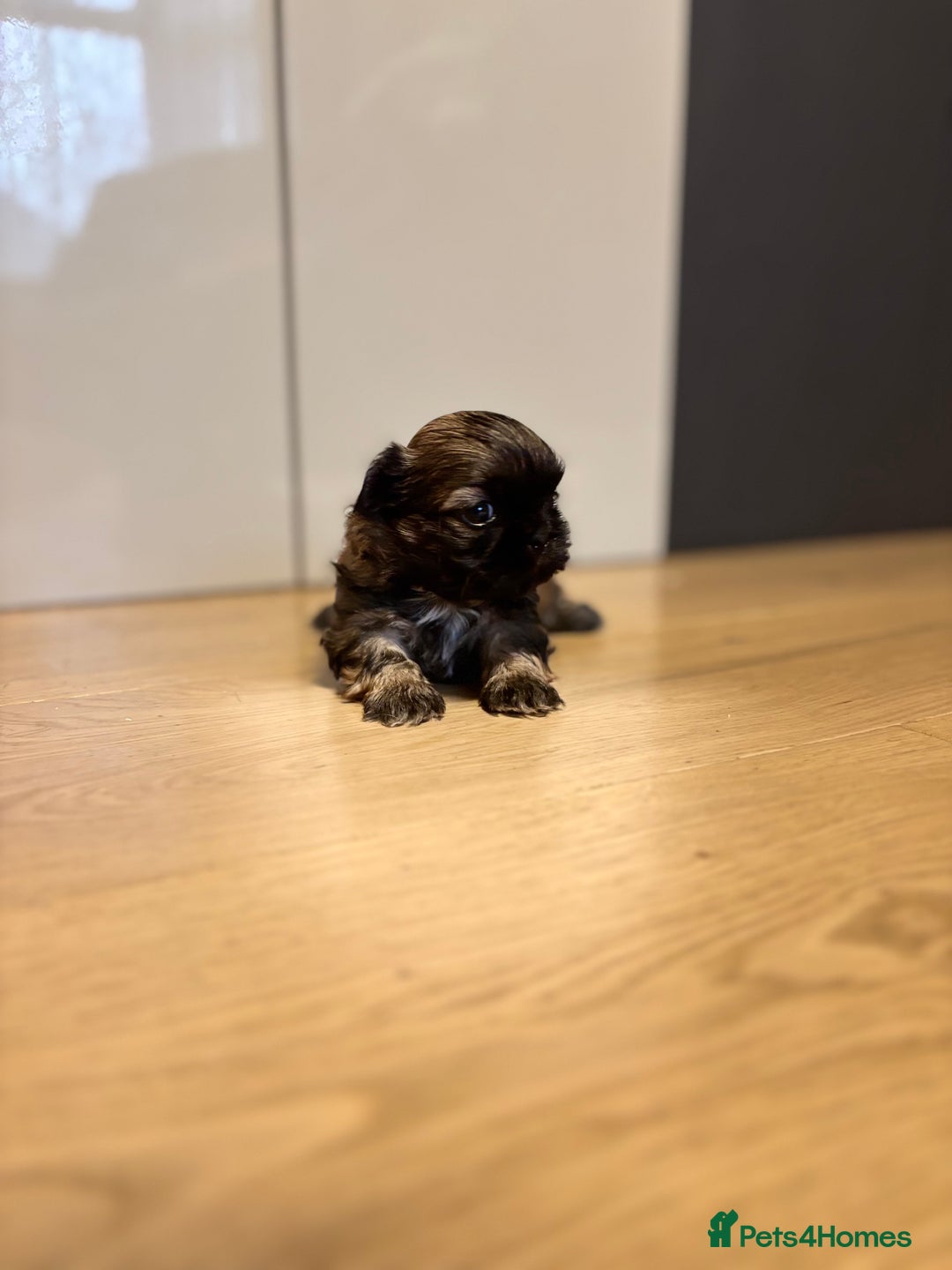 Shih Tzu dogs for sale: 💖 Imperial Shih Tzu Puppies 2 boys and 2 girls - Advert 22