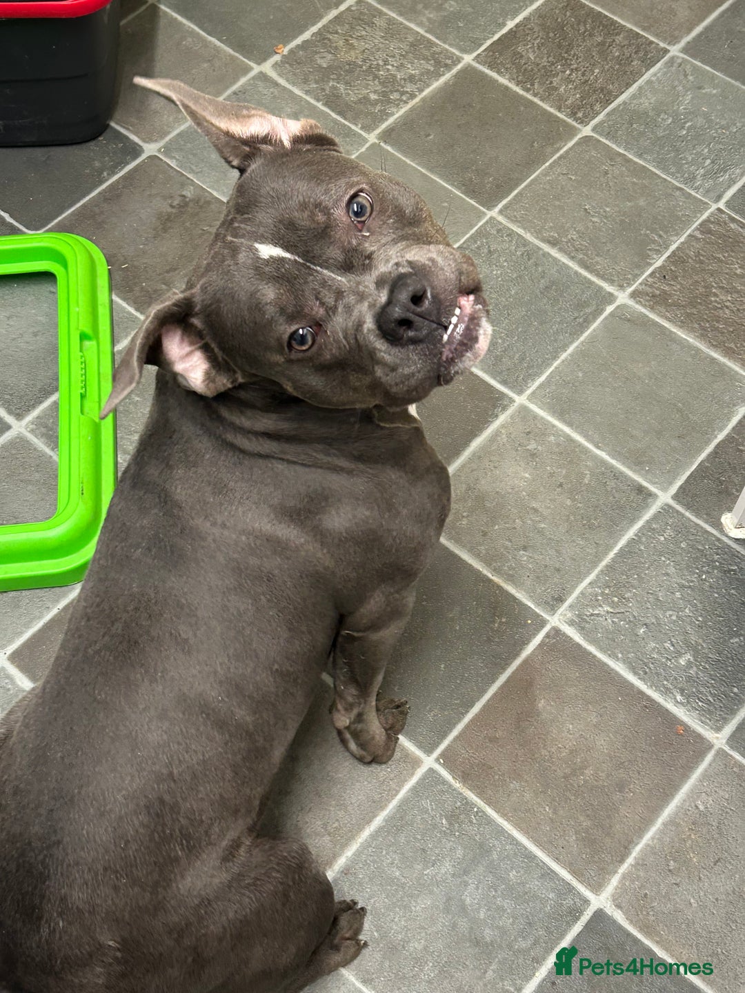 American Bully dogs for sale: Female bully  - Advert 4