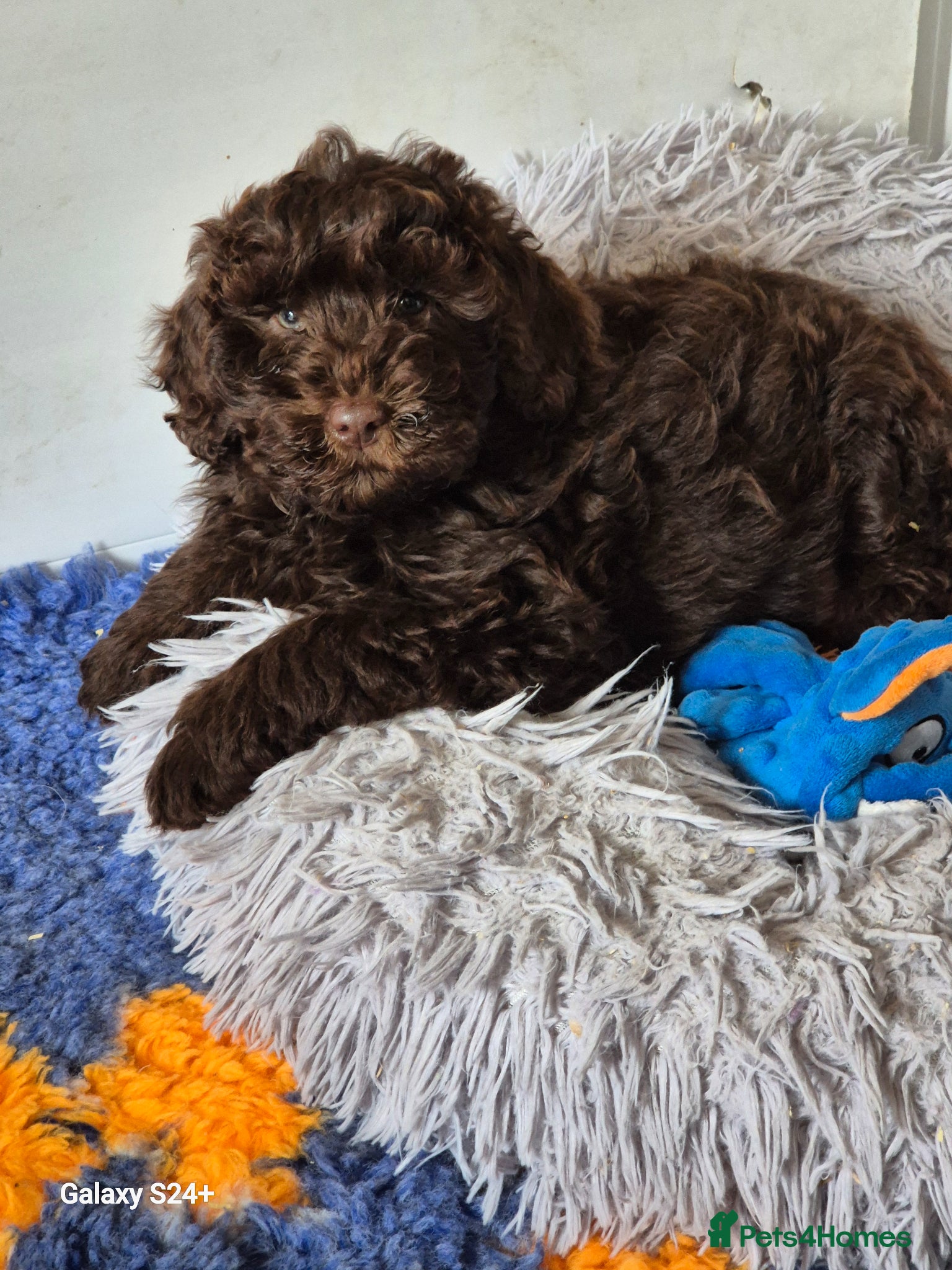 Cockapoo dogs F1b cockapoo puppys - Advert 17