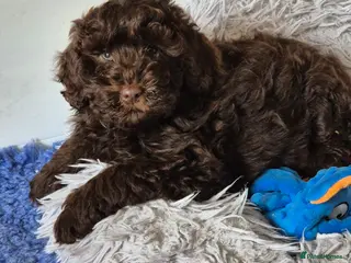 Cockapoo dogs F1b cockapoo puppys - Advert 17