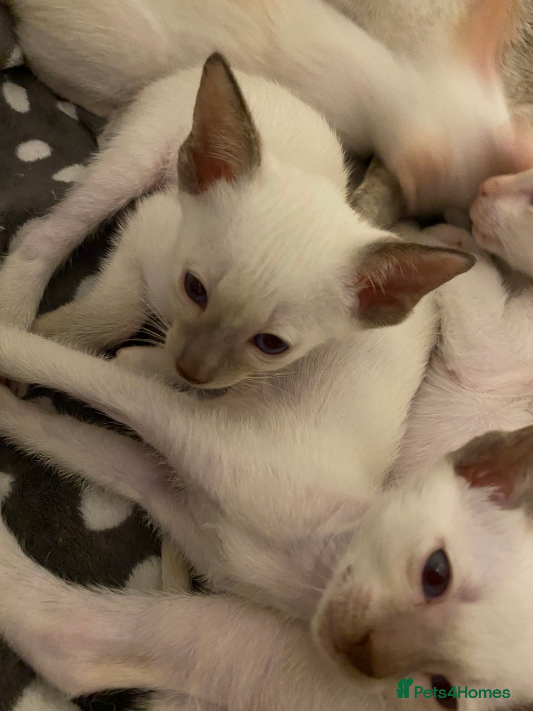 Siamese cats for sale: Siamese kittens for sale  - Advert 3