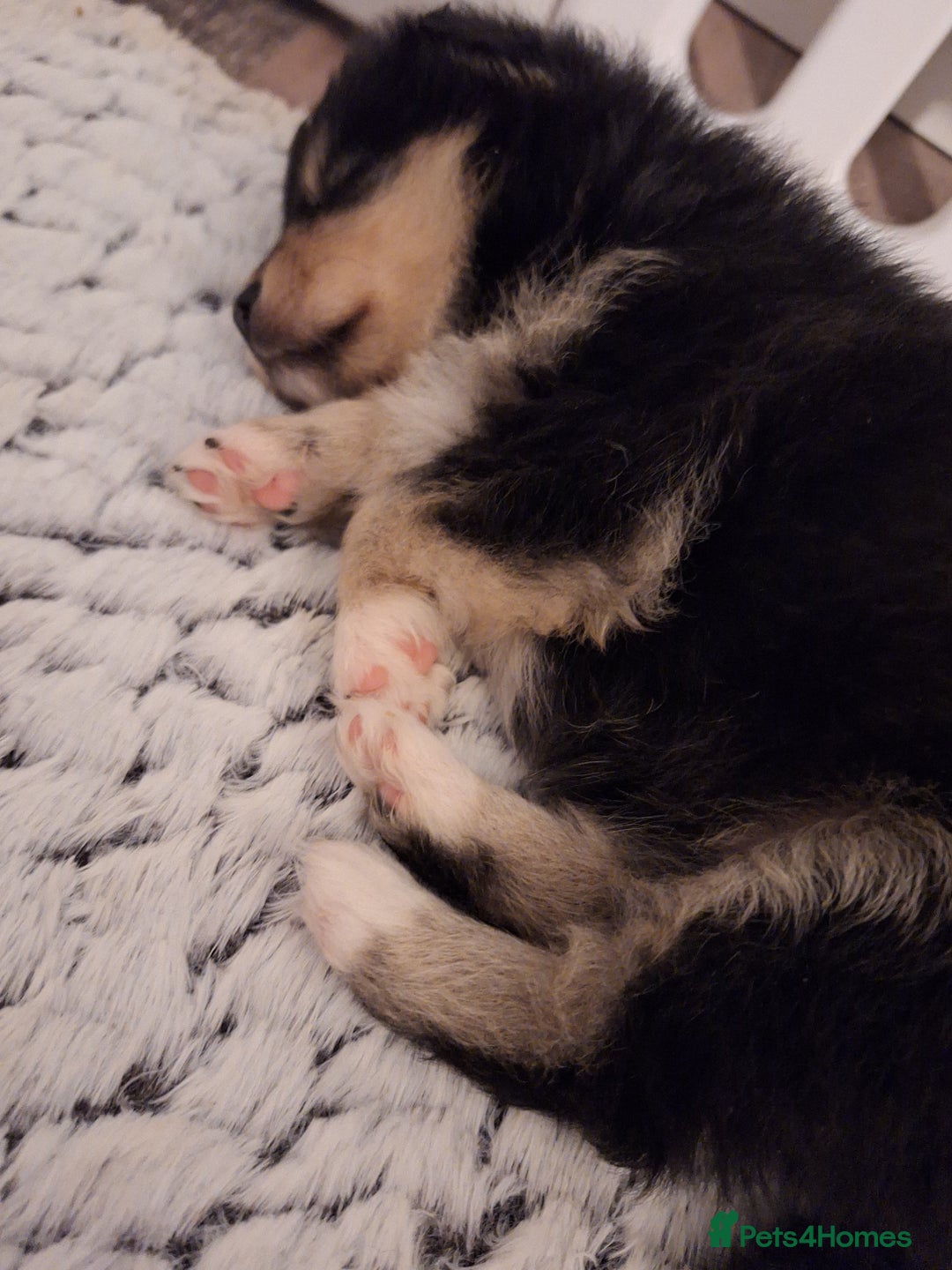 Pomeranian dogs for sale: Little cuties - Advert 10