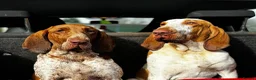 Bracco Italiano dogs for sale: ⭐️⭐️⭐️Top Breeder 2021,22,23,24,25⭐️⭐️⭐️ - Advert 8