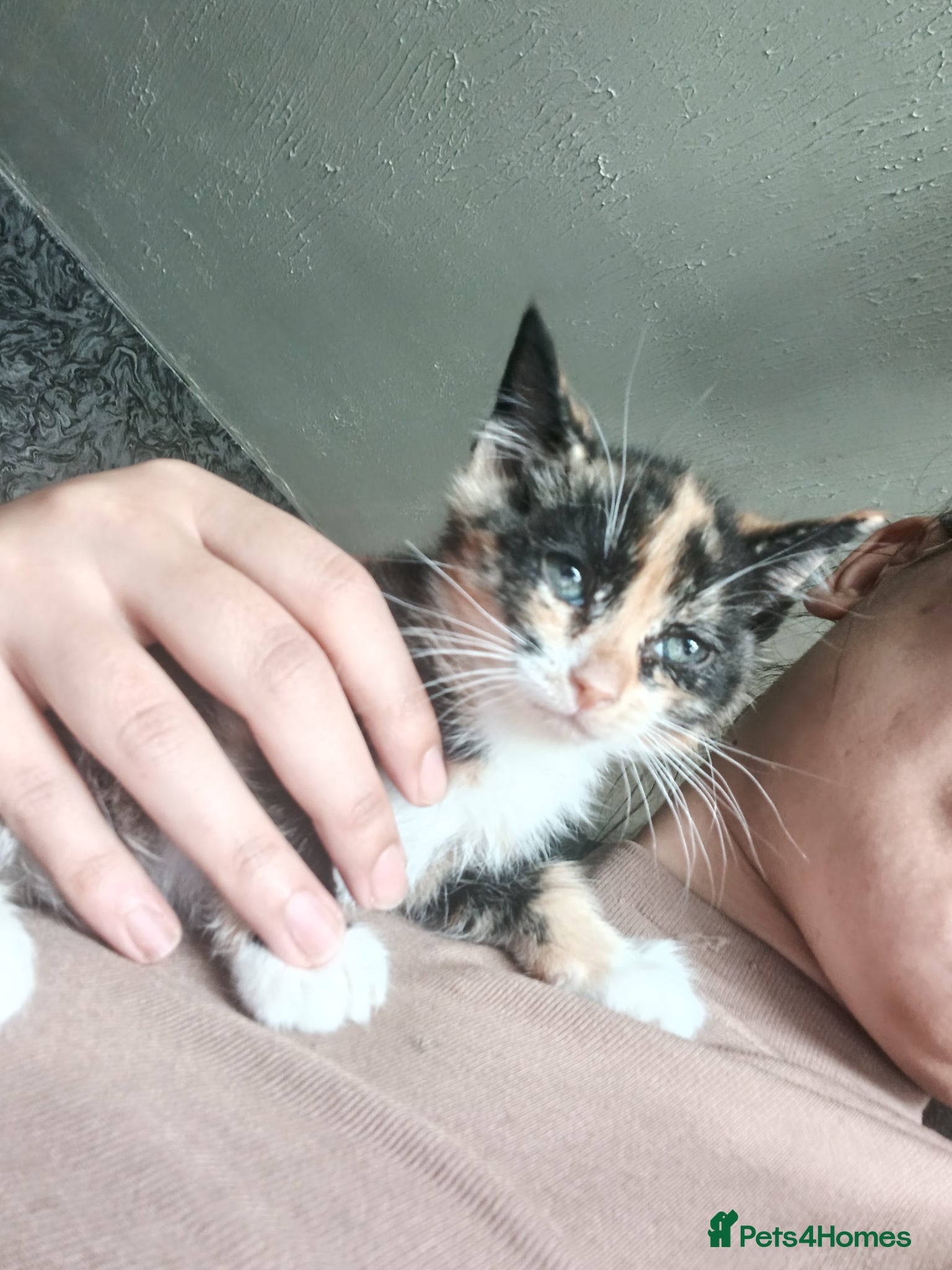 Mixed Breed cats Adorable Kittens Looking for Their Forever Homes - Advert 1