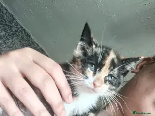 Mixed Breed cats Adorable Kittens Looking for Their Forever Homes - Advert 1