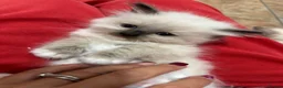 Ragdoll cats for sale: GCCF registered Ragdoll kittens - Advert 27