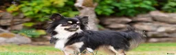Chihuahua dogs for sale: Stunning Thai lines chocolate male  - Advert 3