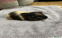 Guinea Pig rodents for sale: 2 Female Guinea Pigs - Image 2