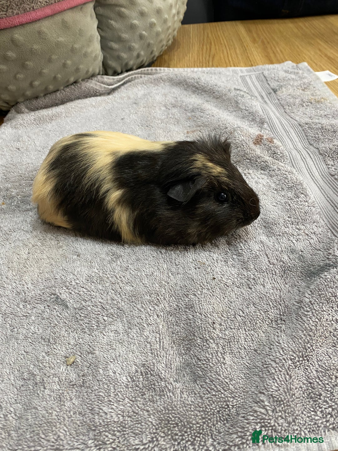 Guinea Pig rodents for sale: 2 Female Guinea Pigs - Image 2