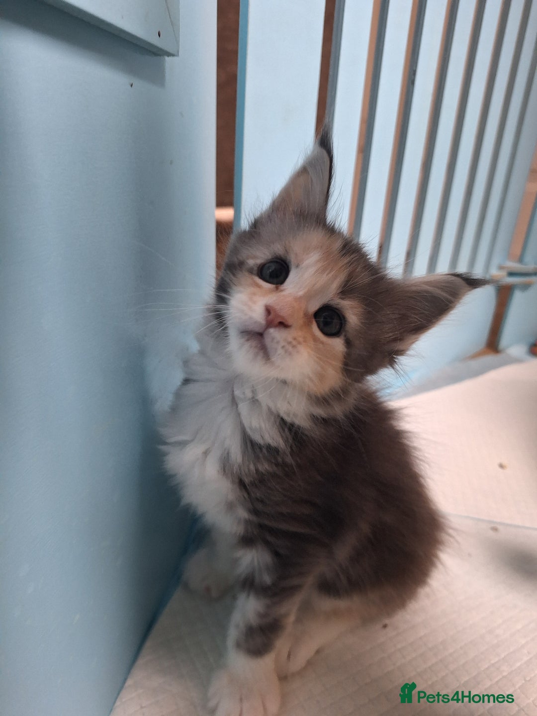 Maine Coon cats for sale: Tica registered kittens - Image 7