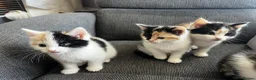 Mixed Breed cats for sale: 4 beautiful kittens ready to leave  - Advert 7