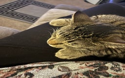 British Shorthair cats for sale: Female neutered cat - Image 1