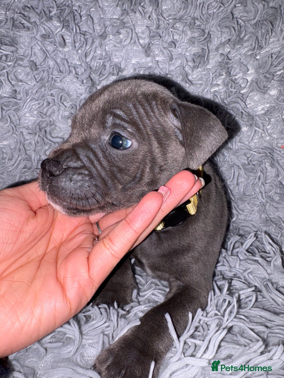 Staffordshire Bull Terrier dogs for sale: 6 Stunning Blue Staffordshire Bull Terrier pups 💙 - Advert 5