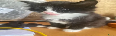 Tuxedo female 3