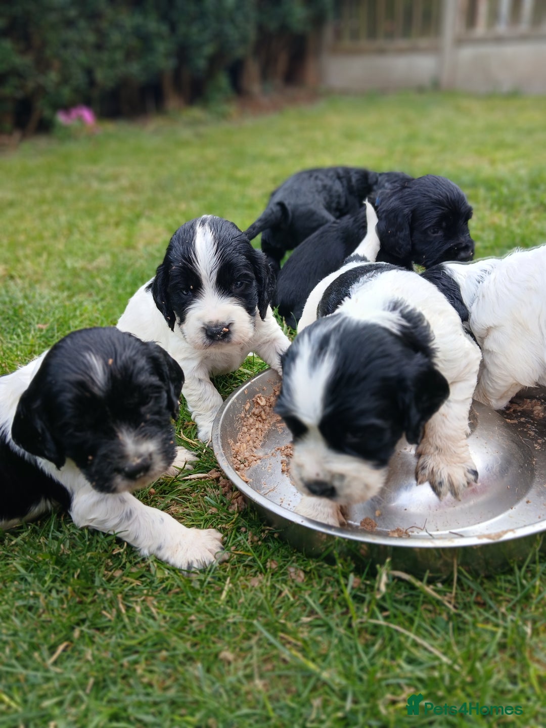 Sprocker dogs for sale: READY NOW !! 3 sprocker spaniels left  👀🏡✨️ in Wakefield - Image 16