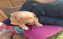 Golden Retriever dogs for sale: Working golden retriever puppies for sale  - Image 16