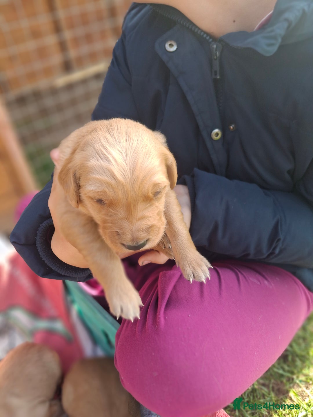 Golden Retriever dogs for sale: Working golden retriever puppies for sale  - Image 16