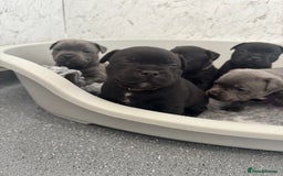 Staffordshire Bull Terrier dogs for sale: Quality black stafford males in Carlisle - Image 17