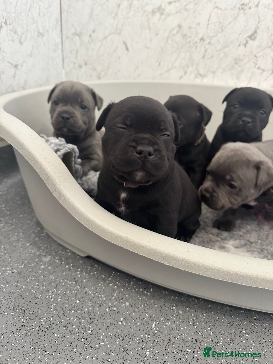 Staffordshire Bull Terrier dogs for sale: Quality black stafford males in Carlisle - Image 17
