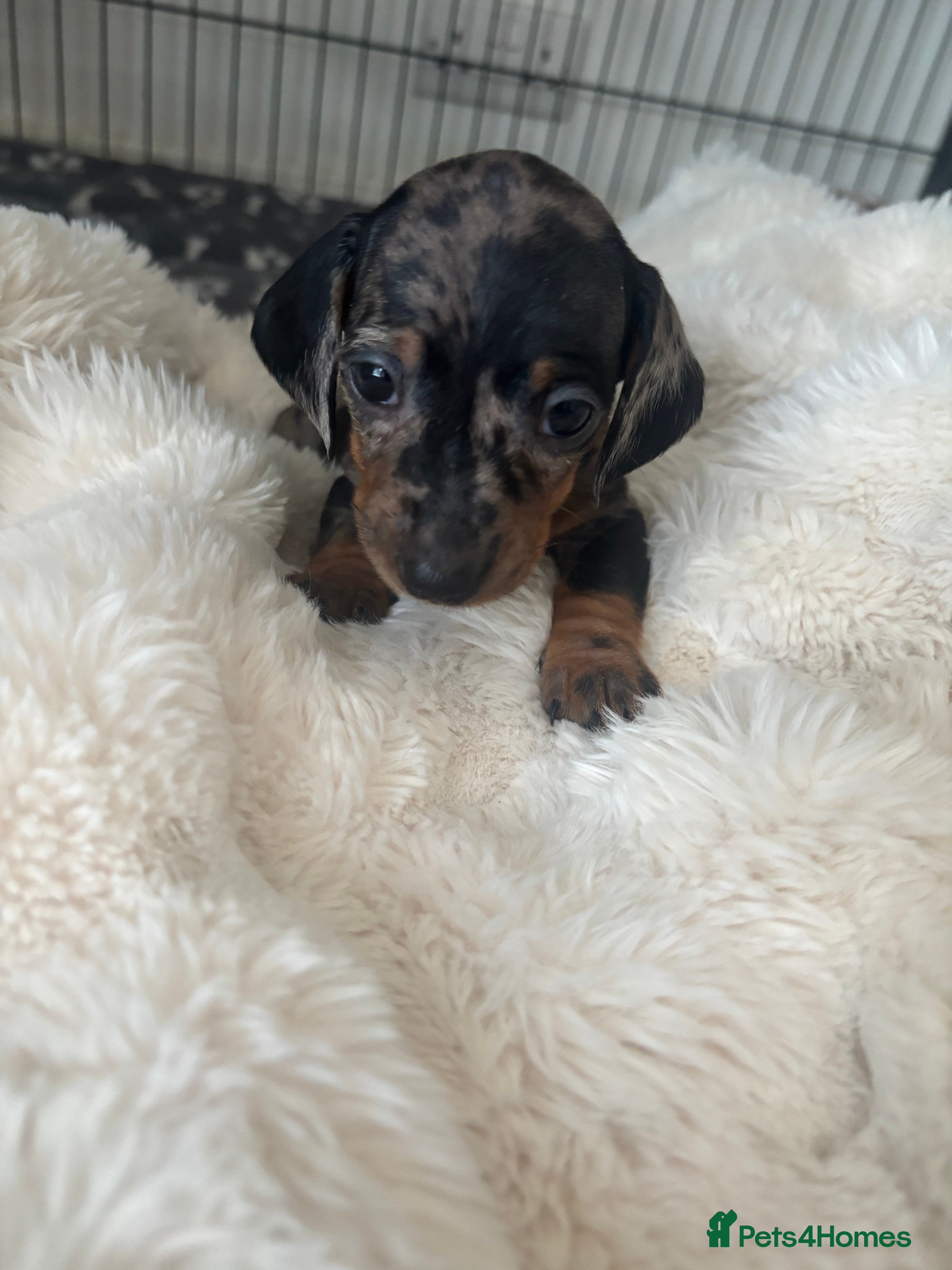 Miniature Dachshund dogs Miniature dachshund puppies - Advert 2