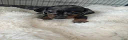 Miniature Dachshund dogs for sale: Miniature dachshund puppies in Liverpool - Advert 2