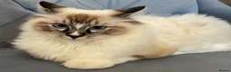 Ragdoll cats for stud: Proven Registered Stud - Advert 6