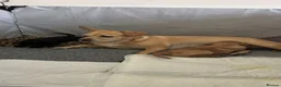 Cockerdor dogs for sale: Frenchie/Labrador/Cocker mix in Wigston - Advert 2