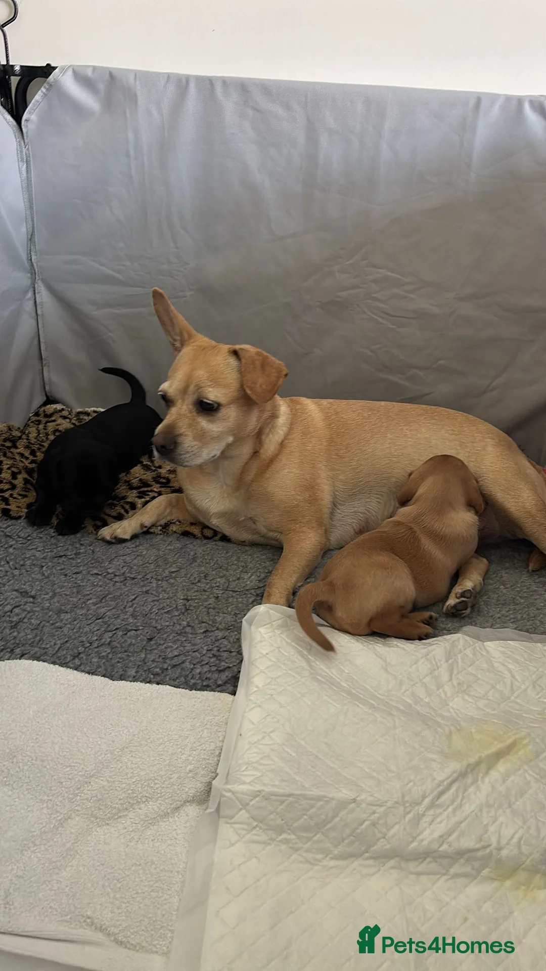 Cockerdor dogs for sale: Frenchie/Labrador/Cocker mix in Wigston - Advert 2