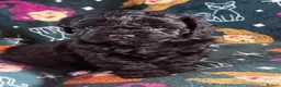 Mixed Breed dogs for sale: 6 gorgeous Cavapoochon puppies for sale 🐶💙✨💕 - Advert 6