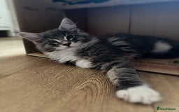 Maine Coon cats for sale: 🔔READY NOW🔔 KING-SIZE MAINE COON CUB - Image 6