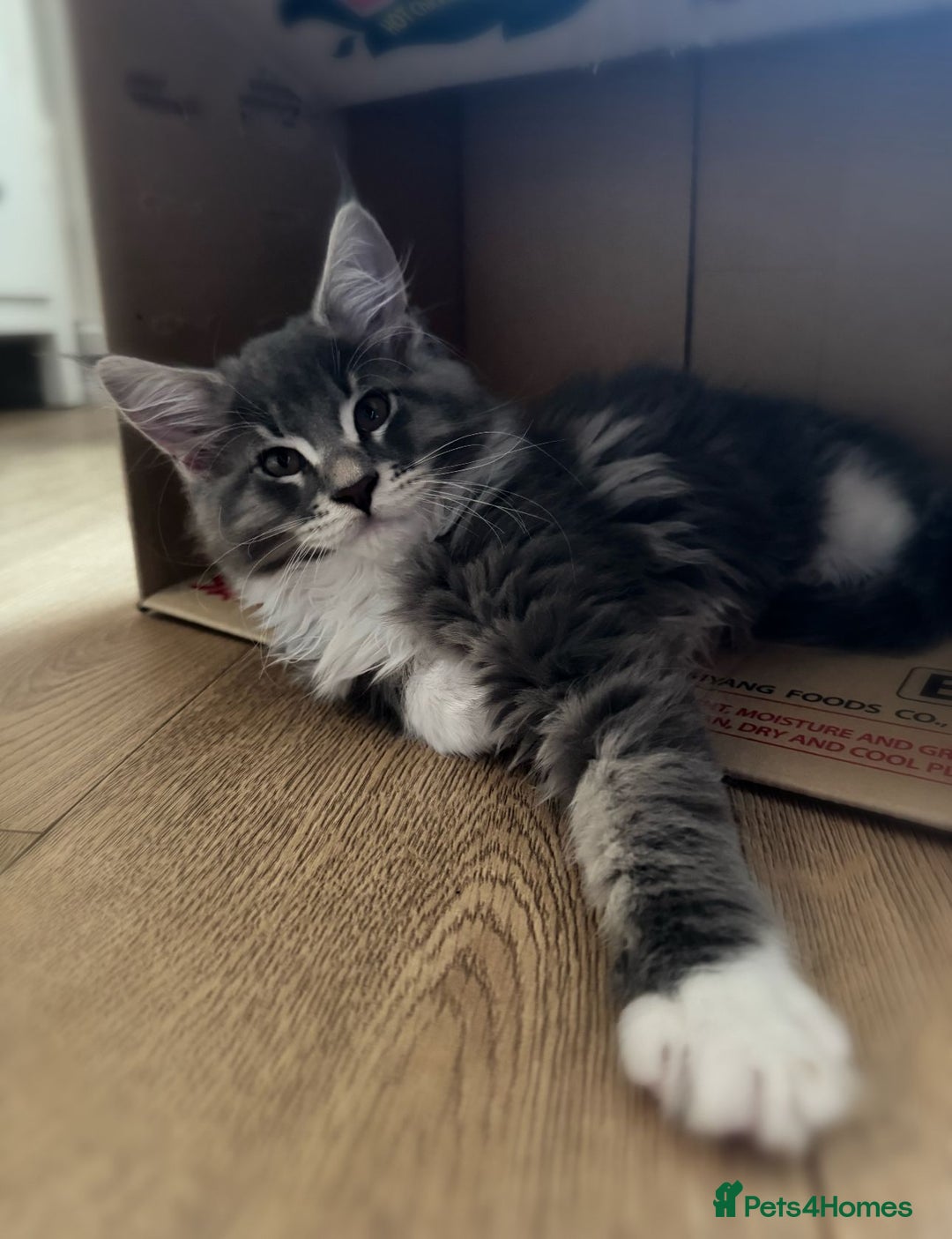Maine Coon cats for sale: 🔔READY NOW🔔 KING-SIZE MAINE COON CUB - Image 6