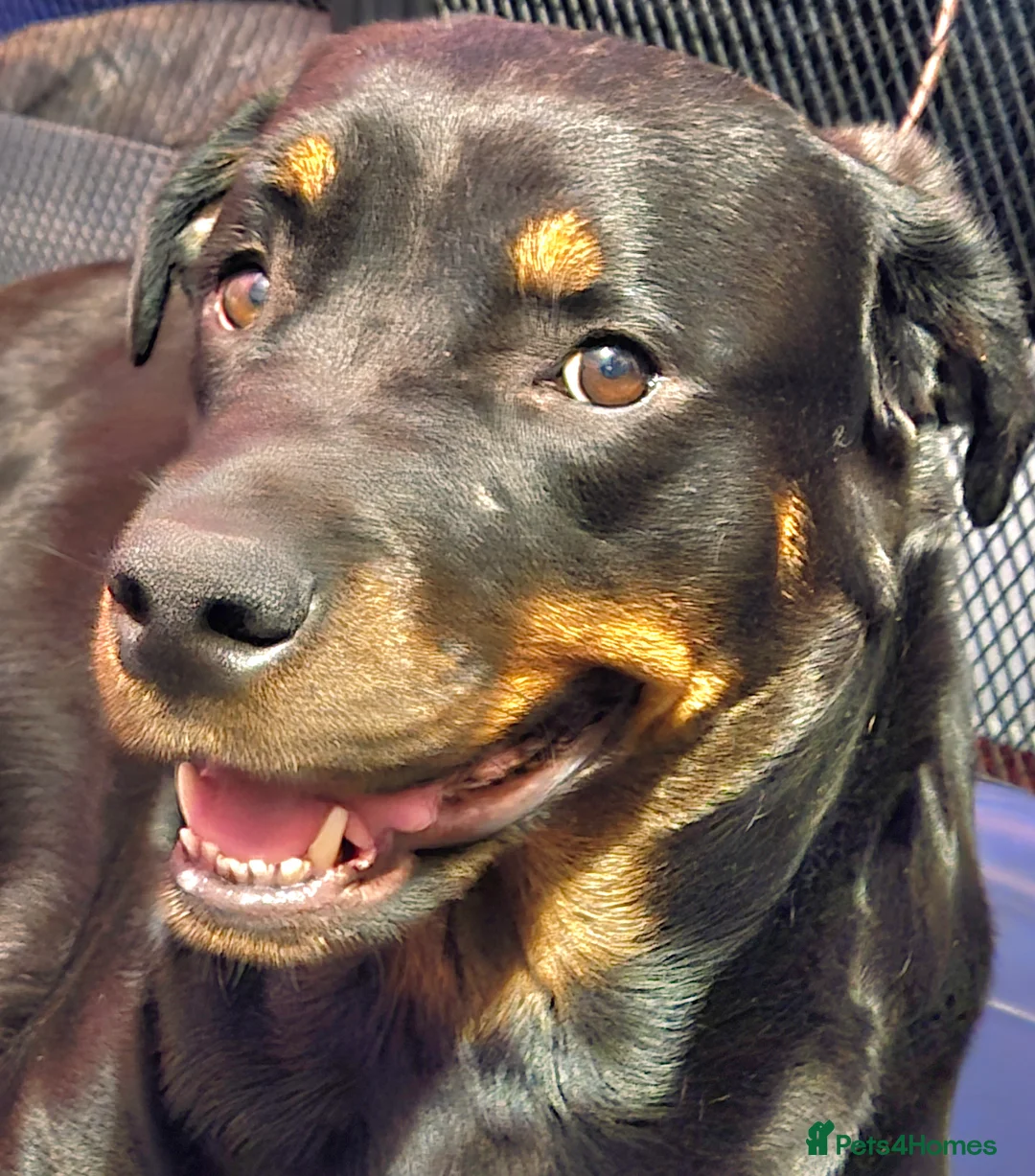 Rottweiler dogs for sale: Three lovely rotty pups - Advert 1