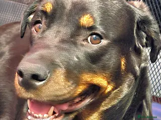 Rottweiler dogs Three lovely rotty pups - Advert 9