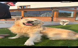 Golden Retriever dogs for sale: Wonderful happy golden retriever puppies  - Image 15
