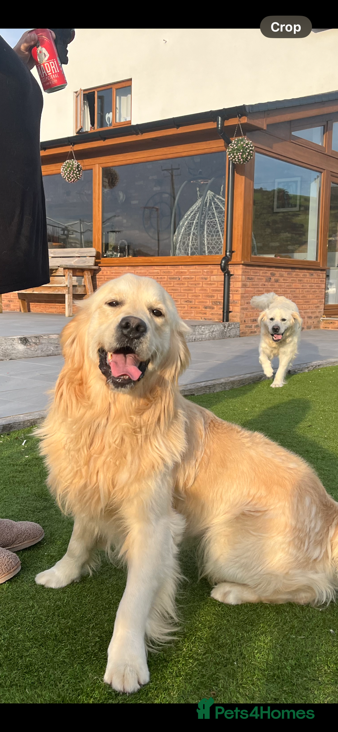 Golden Retriever dogs for sale: Wonderful happy golden retriever puppies  - Image 15