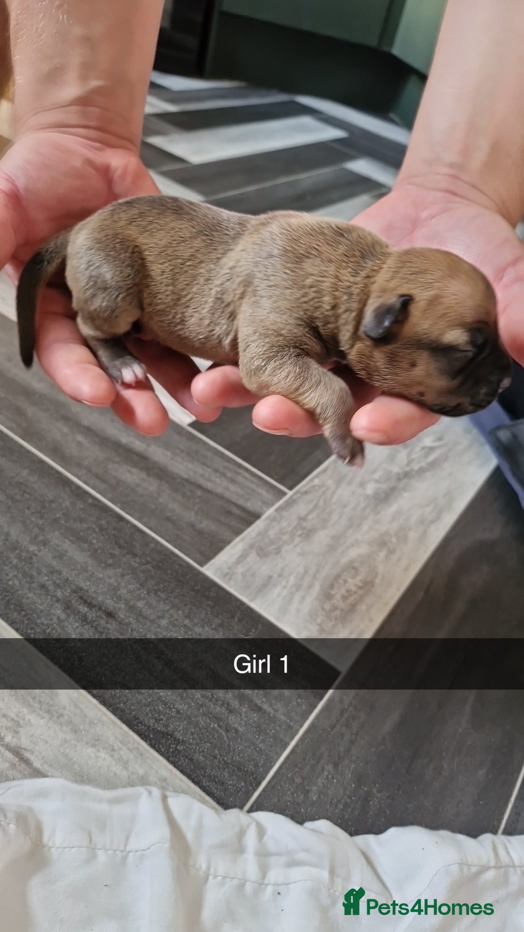 Mixed Breed dogs for sale: Staffie bullweiler puppies  - Image 11